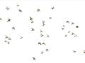 Picture of Flying Birds _GroupedProduct_Rectangle_Landscape_Photography _GroupedProduct_Rectangle_Landscape_Unframed_Print_Only_