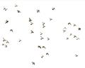 Picture of Flying Birds _GroupedProduct_Rectangle_Landscape_Photography _GroupedProduct_Rectangle_Landscape_Unframed_Print_Only_