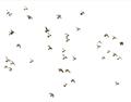 Picture of Flying Birds _GroupedProduct_Rectangle_Landscape_Photography _GroupedProduct_Rectangle_Landscape_Unframed_Print_Only_