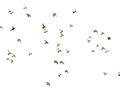 Picture of Flying Birds _GroupedProduct_Rectangle_Landscape_Photography _GroupedProduct_Rectangle_Landscape_Unframed_Print_Only_