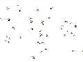 Picture of Flying Birds _GroupedProduct_Rectangle_Landscape_Photography _GroupedProduct_Rectangle_Landscape_Unframed_Print_Only_