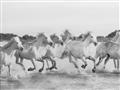Picture of Horses Running in Water _GroupedProduct_Rectangle_Landscape_Photography _GroupedProduct_Rectangle_Landscape_Unframed_Print_Only_