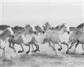 Picture of Horses Running in Water _GroupedProduct_Rectangle_Landscape_Photography _GroupedProduct_Rectangle_Landscape_Unframed_Print_Only_