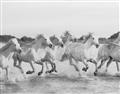 Picture of Horses Running in Water _GroupedProduct_Rectangle_Landscape_Photography _GroupedProduct_Rectangle_Landscape_Unframed_Print_Only_