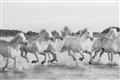 Picture of Horses Running in Water _GroupedProduct_Rectangle_Landscape_Photography _GroupedProduct_Rectangle_Landscape_Unframed_Print_Only_