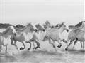 Picture of Horses Running in Water _GroupedProduct_Rectangle_Landscape_Photography _GroupedProduct_Rectangle_Landscape_Unframed_Print_Only_