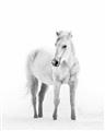Picture of Solo White Horse _GroupedProduct_Rectangle_Portrait_Photography _GroupedProduct_Rectangle_Portrait_Unframed_Print_Only_