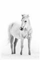 Picture of Solo White Horse _GroupedProduct_Rectangle_Portrait_Photography _GroupedProduct_Rectangle_Portrait_Unframed_Print_Only_