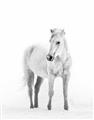 Picture of Solo White Horse _GroupedProduct_Rectangle_Portrait_Photography _GroupedProduct_Rectangle_Portrait_Unframed_Print_Only_