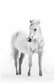 Picture of Solo White Horse _GroupedProduct_Rectangle_Portrait_Photography _GroupedProduct_Rectangle_Portrait_Unframed_Print_Only_