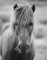 Picture of Icelandic horse in black and white _GroupedProduct_Rectangle_Portrait_Photography _GroupedProduct_Rectangle_Portrait_Unframed_Print_Only_