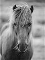 Picture of Icelandic horse in black and white _GroupedProduct_Rectangle_Portrait_Photography _GroupedProduct_Rectangle_Portrait_Unframed_Print_Only_