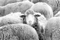 Picture of Sheepish _GroupedProduct_Rectangle_Landscape_Photography _GroupedProduct_Rectangle_Landscape_Unframed_Print_Only_