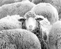 Picture of Sheepish _GroupedProduct_Rectangle_Landscape_Photography _GroupedProduct_Rectangle_Landscape_Unframed_Print_Only_