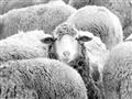 Picture of Sheepish _GroupedProduct_Rectangle_Landscape_Photography _GroupedProduct_Rectangle_Landscape_Unframed_Print_Only_
