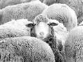 Picture of Sheepish _GroupedProduct_Rectangle_Landscape_Photography _GroupedProduct_Rectangle_Landscape_Unframed_Print_Only_