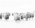 Picture of Sheep Party _GroupedProduct_Rectangle_Landscape_Photography _GroupedProduct_Rectangle_Landscape_Unframed_Print_Only_