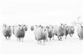 Picture of Sheep Party _GroupedProduct_Rectangle_Landscape_Photography _GroupedProduct_Rectangle_Landscape_Unframed_Print_Only_