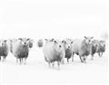Picture of Sheep Party _GroupedProduct_Rectangle_Landscape_Photography _GroupedProduct_Rectangle_Landscape_Unframed_Print_Only_