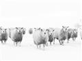 Picture of Sheep Party _GroupedProduct_Rectangle_Landscape_Photography _GroupedProduct_Rectangle_Landscape_Unframed_Print_Only_