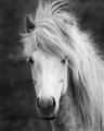 Picture of Stallion _GroupedProduct_Rectangle_Portrait_Photography _GroupedProduct_Rectangle_Portrait_Unframed_Print_Only_