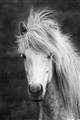 Picture of Stallion _GroupedProduct_Rectangle_Portrait_Photography _GroupedProduct_Rectangle_Portrait_Unframed_Print_Only_