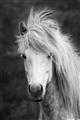Picture of Stallion _GroupedProduct_Rectangle_Portrait_Photography _GroupedProduct_Rectangle_Portrait_Unframed_Print_Only_