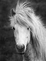 Picture of Stallion _GroupedProduct_Rectangle_Portrait_Photography _GroupedProduct_Rectangle_Portrait_Unframed_Print_Only_