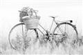 Picture of Field Bike _GroupedProduct_Rectangle_Landscape_Photography _GroupedProduct_Rectangle_Landscape_Unframed_Print_Only_