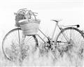 Picture of Field Bike _GroupedProduct_Rectangle_Landscape_Photography _GroupedProduct_Rectangle_Landscape_Unframed_Print_Only_