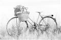 Picture of Field Bike _GroupedProduct_Rectangle_Landscape_Photography _GroupedProduct_Rectangle_Landscape_Unframed_Print_Only_