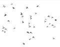 Picture of Flying Birds _GroupedProduct_Rectangle_Landscape_Photography _GroupedProduct_Rectangle_Landscape_Unframed_Print_Only_