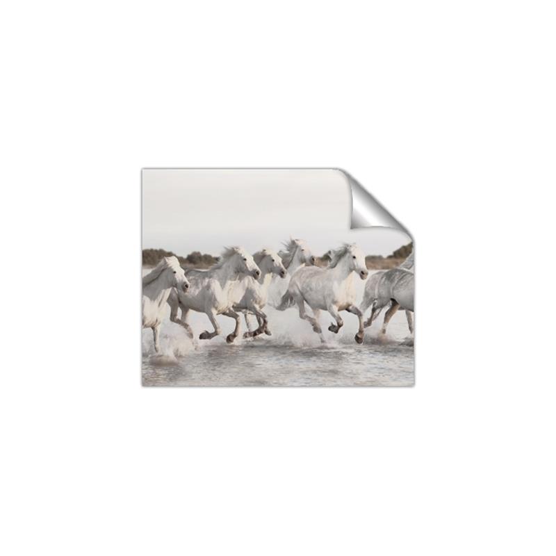 Picture of Horses Running in Water _GroupedProduct_Rectangle_Landscape_Photography _GroupedProduct_Rectangle_Landscape_Unframed_Print_Only_