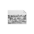 Picture of Horses Running in Water _GroupedProduct_Rectangle_Landscape_Photography _GroupedProduct_Rectangle_Landscape_Unframed_Print_Only_