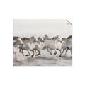 Picture of Horses Running in Water _GroupedProduct_Rectangle_Landscape_Photography _GroupedProduct_Rectangle_Landscape_Unframed_Print_Only_