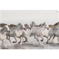Picture of Horses Running in Water _GroupedProduct_Rectangle_Landscape_Photography _GroupedProduct_Rectangle_Landscape_Unframed_Print_Only_