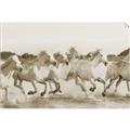 Picture of Horses Running in Water _GroupedProduct_Rectangle_Landscape_Photography _GroupedProduct_Rectangle_Landscape_Unframed_Print_Only_