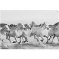 Picture of Horses Running in Water _GroupedProduct_Rectangle_Landscape_Photography _GroupedProduct_Rectangle_Landscape_Unframed_Print_Only_
