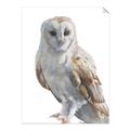 Picture of Watercolour Owl  _GroupedProduct_Rectangle_Portrait_Unframed_Print_Only_