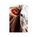 Picture of Brown & black Cattle _GroupedProduct_Rectangle_Portrait_Photography _GroupedProduct_Rectangle_Portrait_Unframed_Print_Only_
