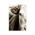 Picture of Brown & black Cattle _GroupedProduct_Rectangle_Portrait_Photography _GroupedProduct_Rectangle_Portrait_Unframed_Print_Only_