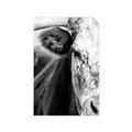 Picture of Brown & black Cattle _GroupedProduct_Rectangle_Portrait_Photography _GroupedProduct_Rectangle_Portrait_Unframed_Print_Only_
