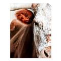 Picture of Brown & black Cattle _GroupedProduct_Rectangle_Portrait_Photography _GroupedProduct_Rectangle_Portrait_Unframed_Print_Only_