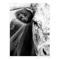 Picture of Brown & black Cattle _GroupedProduct_Rectangle_Portrait_Photography _GroupedProduct_Rectangle_Portrait_Unframed_Print_Only_