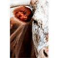 Picture of Brown & black Cattle _GroupedProduct_Rectangle_Portrait_Photography _GroupedProduct_Rectangle_Portrait_Unframed_Print_Only_