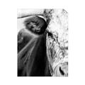 Picture of Brown & black Cattle _GroupedProduct_Rectangle_Portrait_Photography _GroupedProduct_Rectangle_Portrait_Unframed_Print_Only_