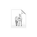 Picture of Solo White Horse _GroupedProduct_Rectangle_Portrait_Photography _GroupedProduct_Rectangle_Portrait_Unframed_Print_Only_