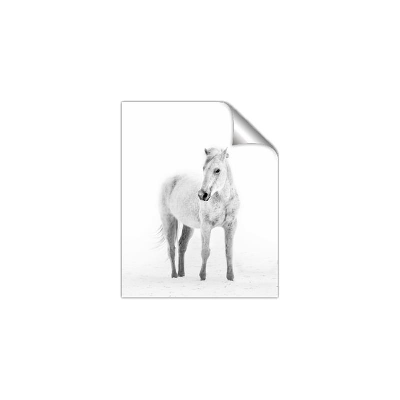 Picture of Solo White Horse _GroupedProduct_Rectangle_Portrait_Photography _GroupedProduct_Rectangle_Portrait_Unframed_Print_Only_