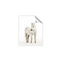 Picture of Solo White Horse _GroupedProduct_Rectangle_Portrait_Photography _GroupedProduct_Rectangle_Portrait_Unframed_Print_Only_