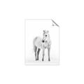 Picture of Solo White Horse _GroupedProduct_Rectangle_Portrait_Photography _GroupedProduct_Rectangle_Portrait_Unframed_Print_Only_